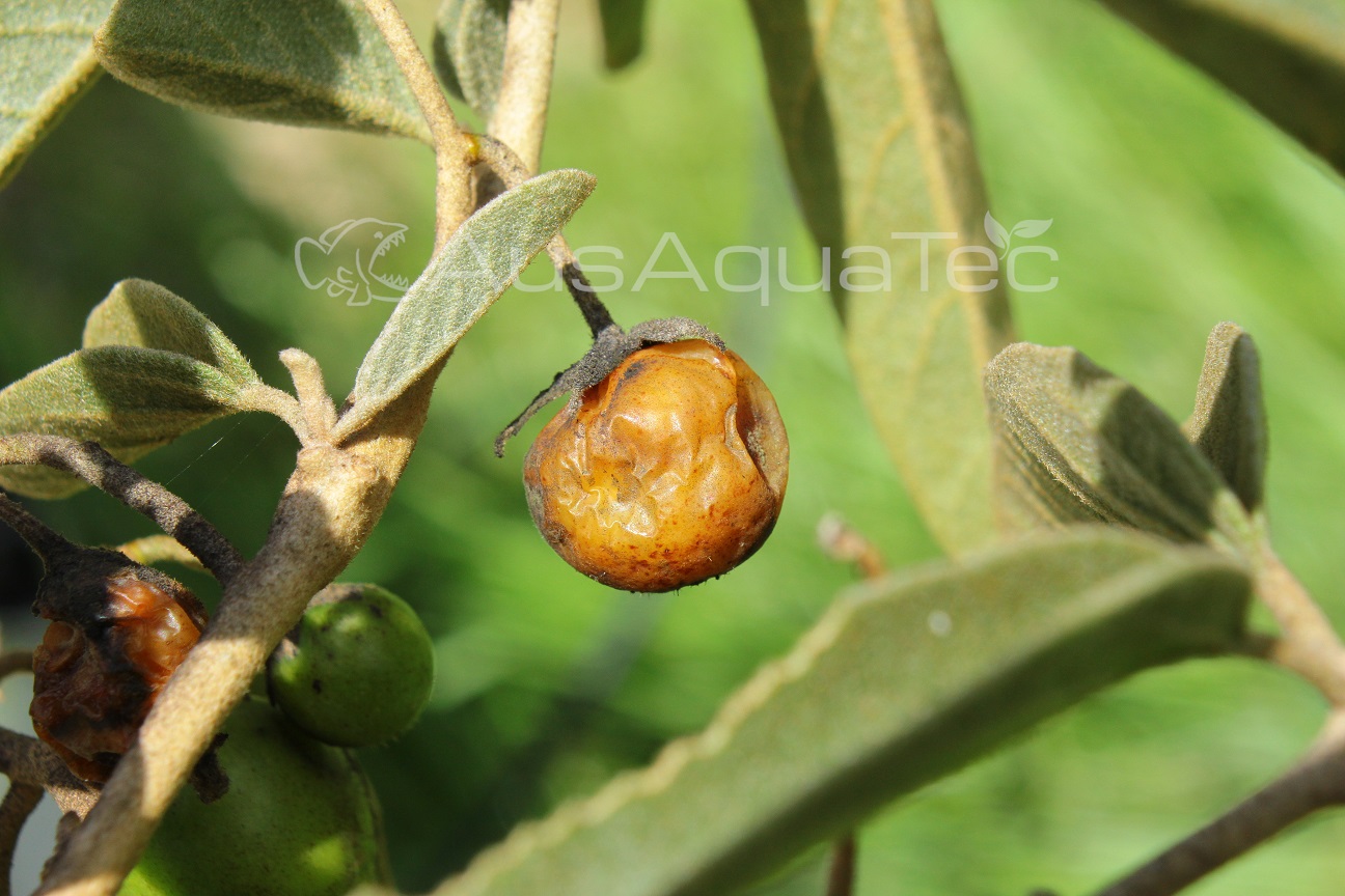 bush tomato