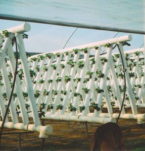 Hydroponics strawberries